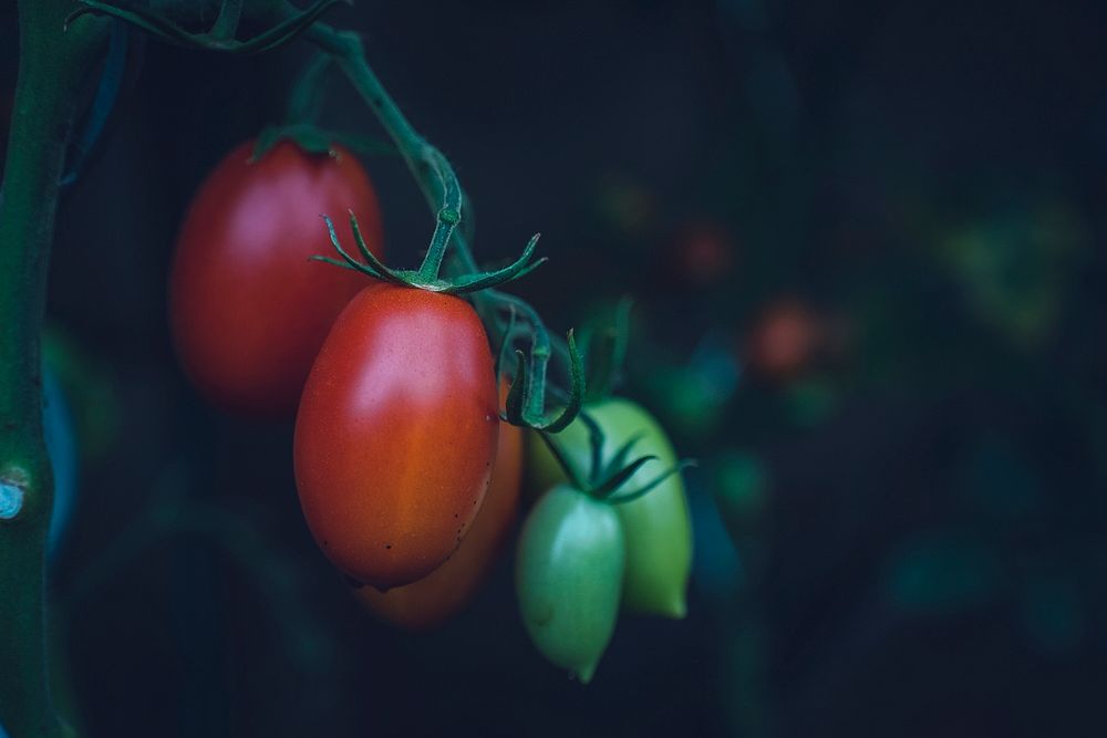 Close up of cherry tomatoes