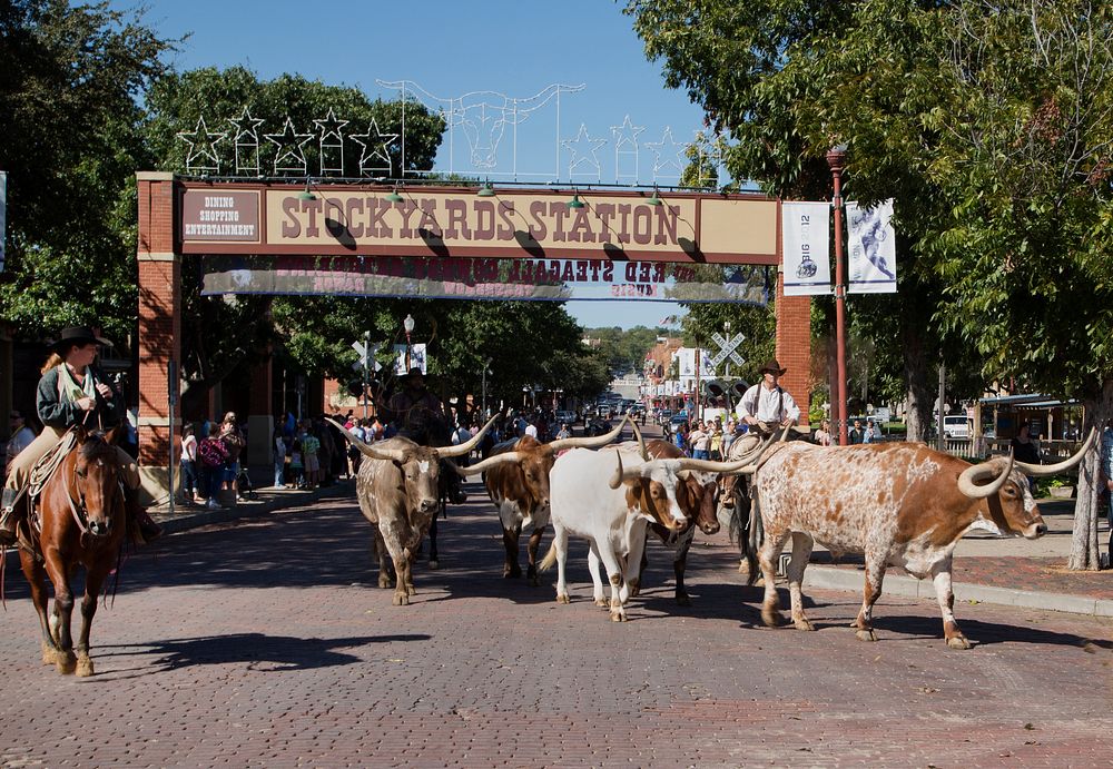 A roundup, for tourists&rsquo; benefit, of longhorn cattle on Exchange Street in the Stockyards, the historic livestock…