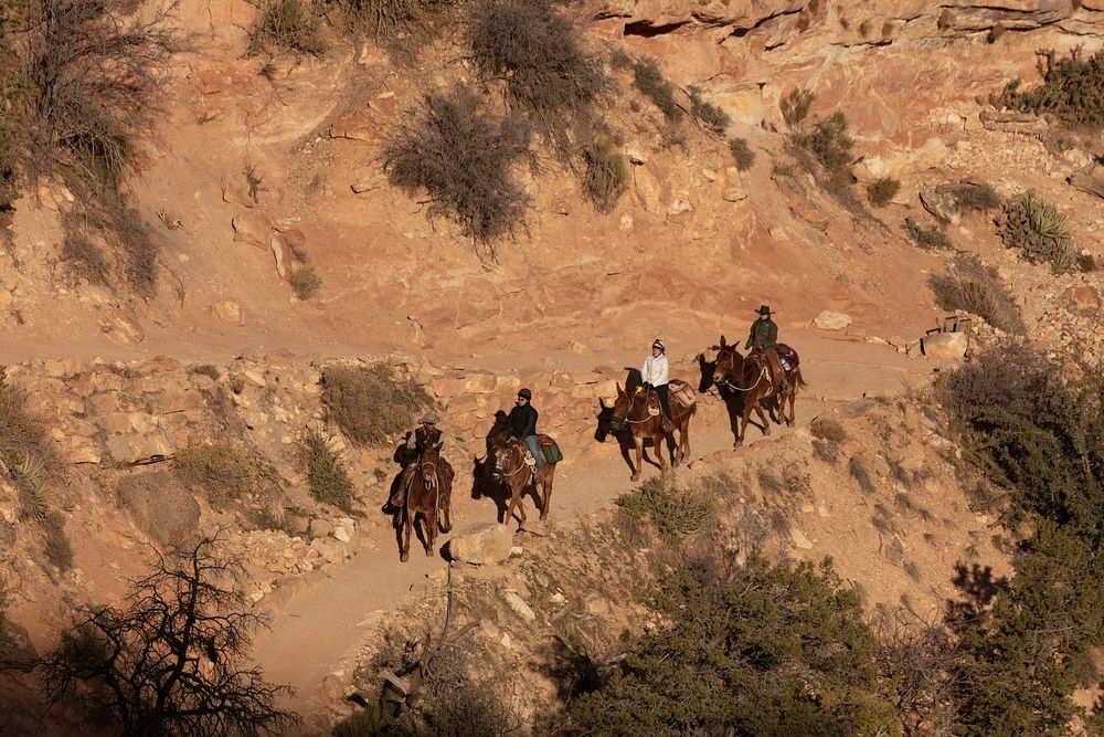 Guides (ahead and behind) lead visitors on a mule ride down Bright Angel Trail into the gorge at Grand Canyon National Park…