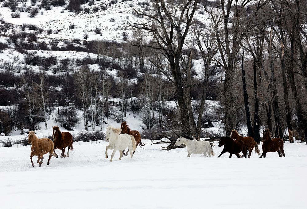 A mixed herd of wild and domesticated horses frolics on the Ladder Livestock ranch, a vast cattle and sheep-ranching…
