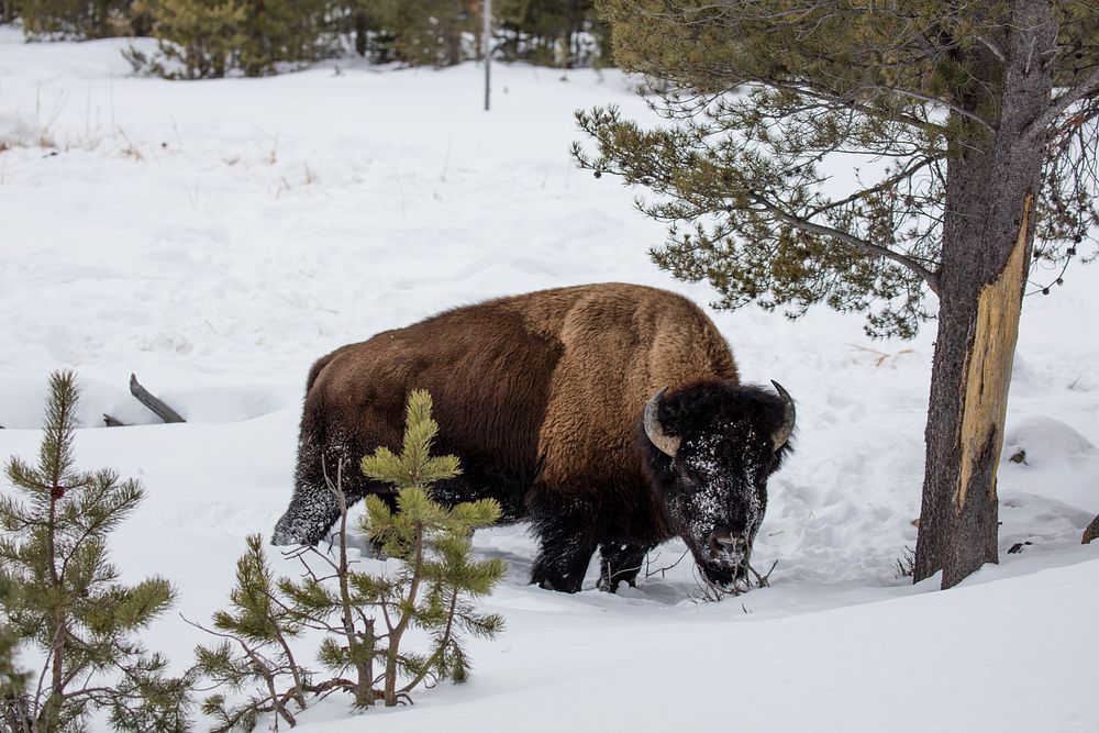 An American bison, or buffalo, navigates snowy Yellowstone National Park in western Wyoming.