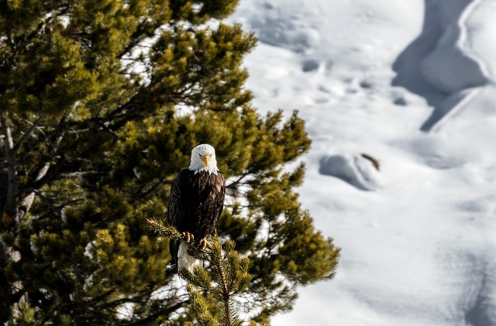 A bald eagle, which of course is not bald at all, surveys its domain in the northernmost Wyoming reaches of Yellowstone…