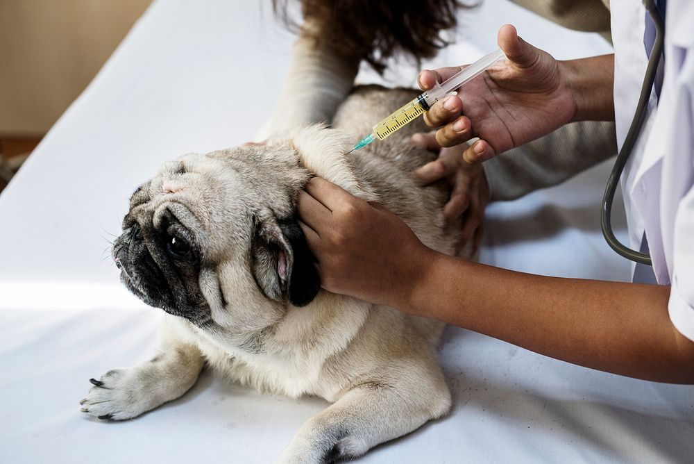 Pet pug having a vacination