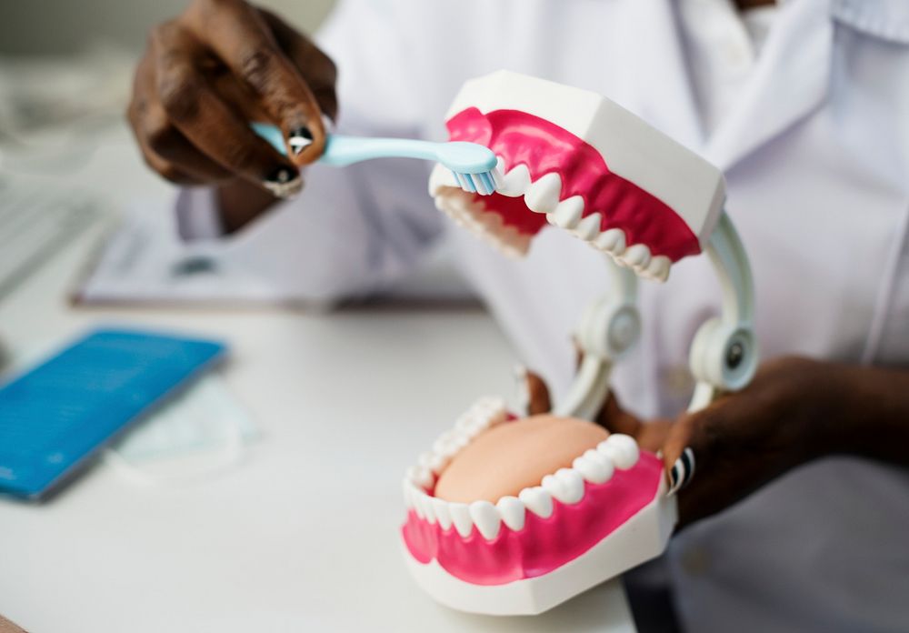 Dental jaw model at dentist clinic
