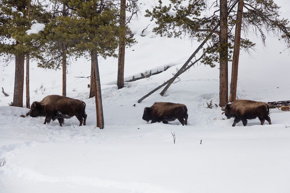 Buffaloes, or American bison, trudge through the snow in the northernmost Wyoming reaches of Yellowstone National Park.…