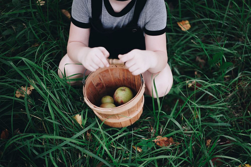 A young girl picking up some apples