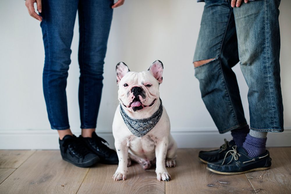 Asian couple with French bulldog