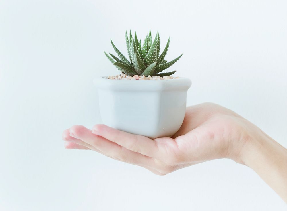 Closeup of hand holding a pot with a cactus