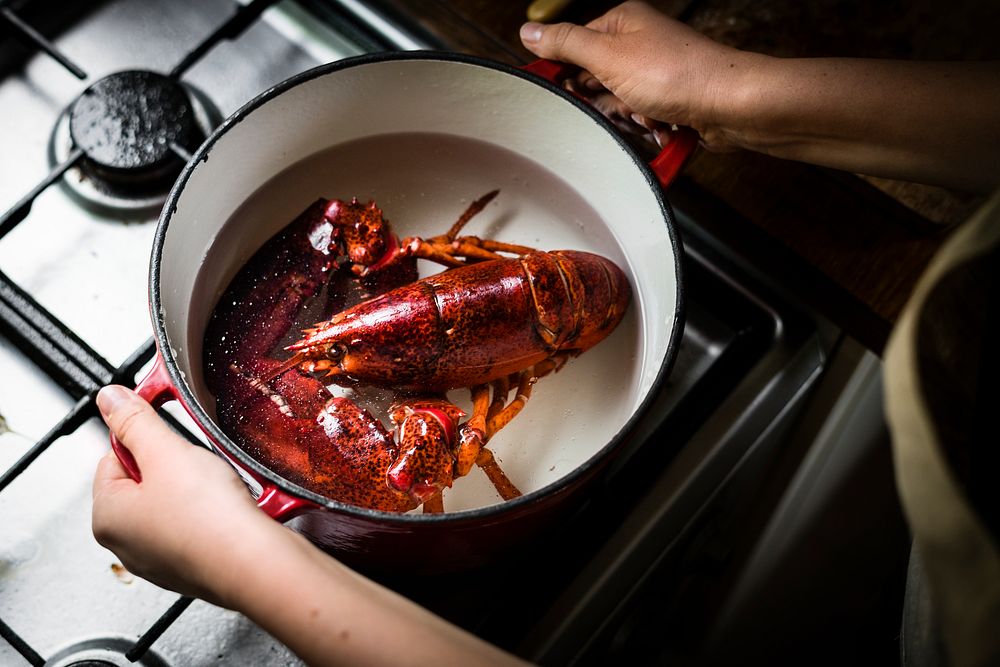 Freshly cooked lobster on the stove