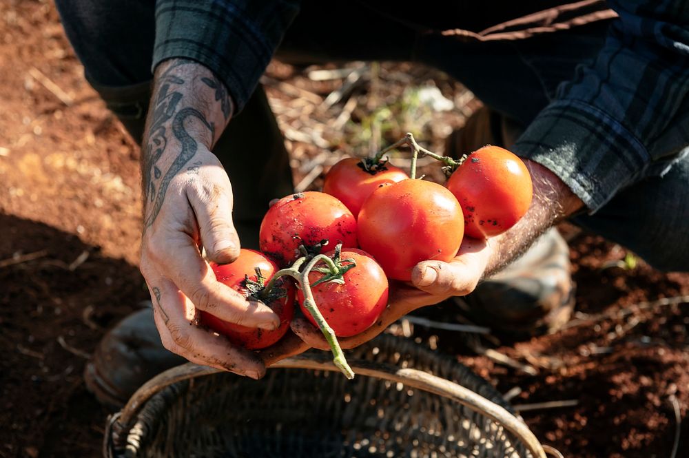 Man picking fresh tomatoes at a farm