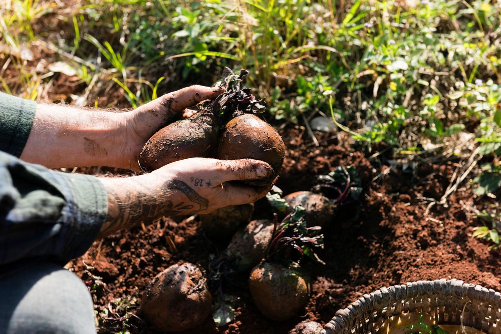 Farmer digging up big red beets