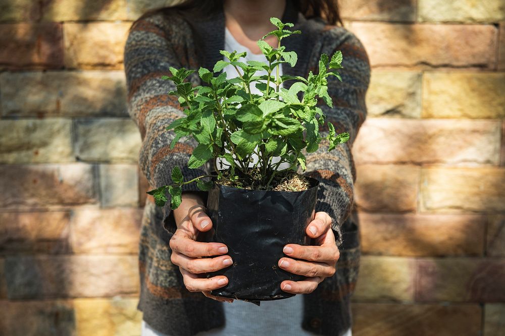 Woman holding up a mint plant