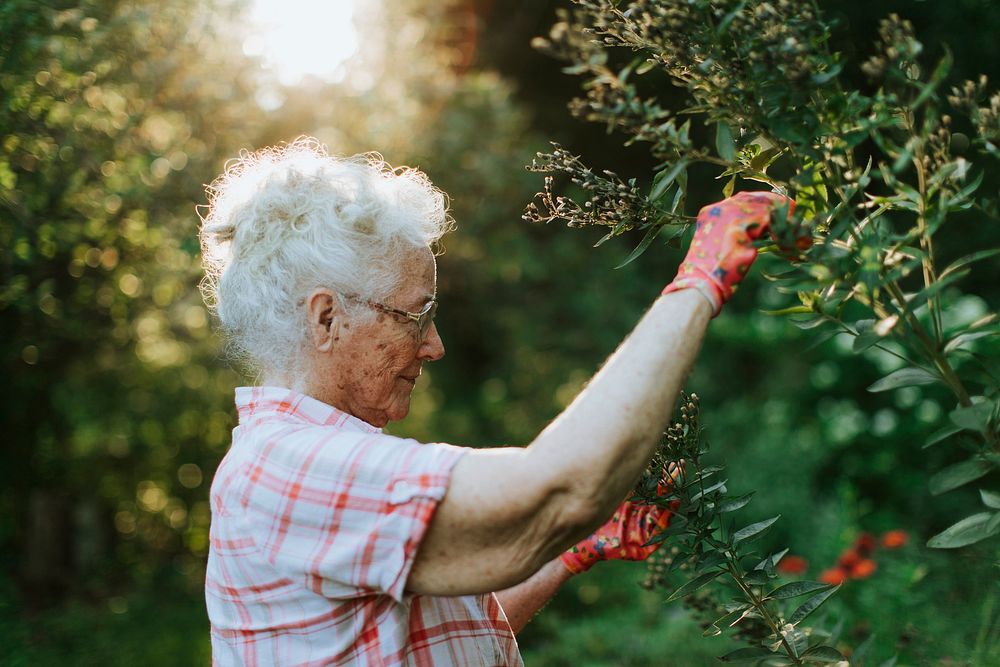 Senior woman tending to the flowers in her garden