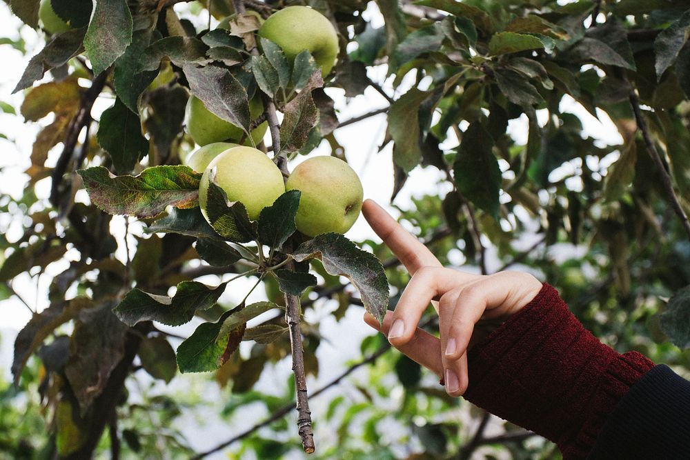 Woman pointing at green apples on a branch