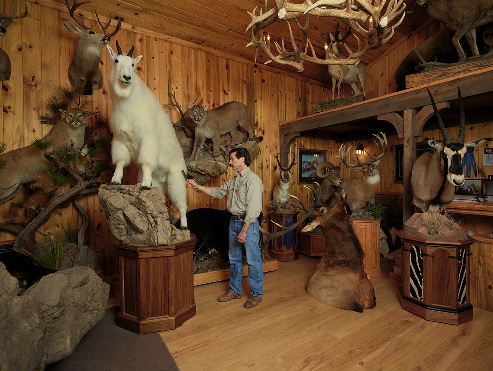 Taxidermist Greg Hartman puts the final touches on one of his creations at Hartman's Taxidermy Service in Sheridan, Wyoming.…