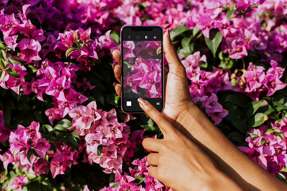 Black woman capturing a photo of pink bougainvillea