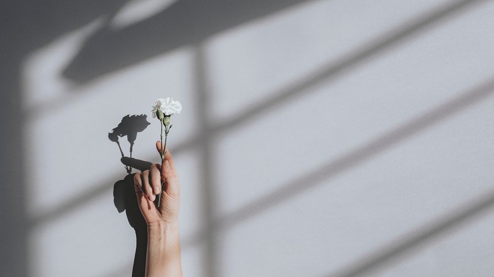 Woman holding a white carnation against a white wall