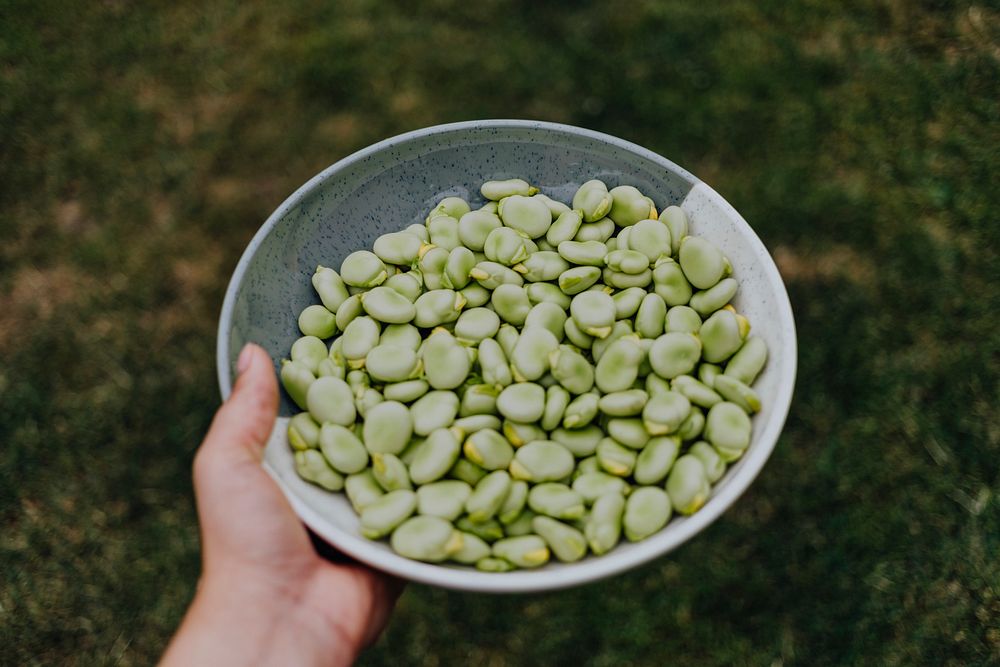 Bowl of freshly picked Fava beans