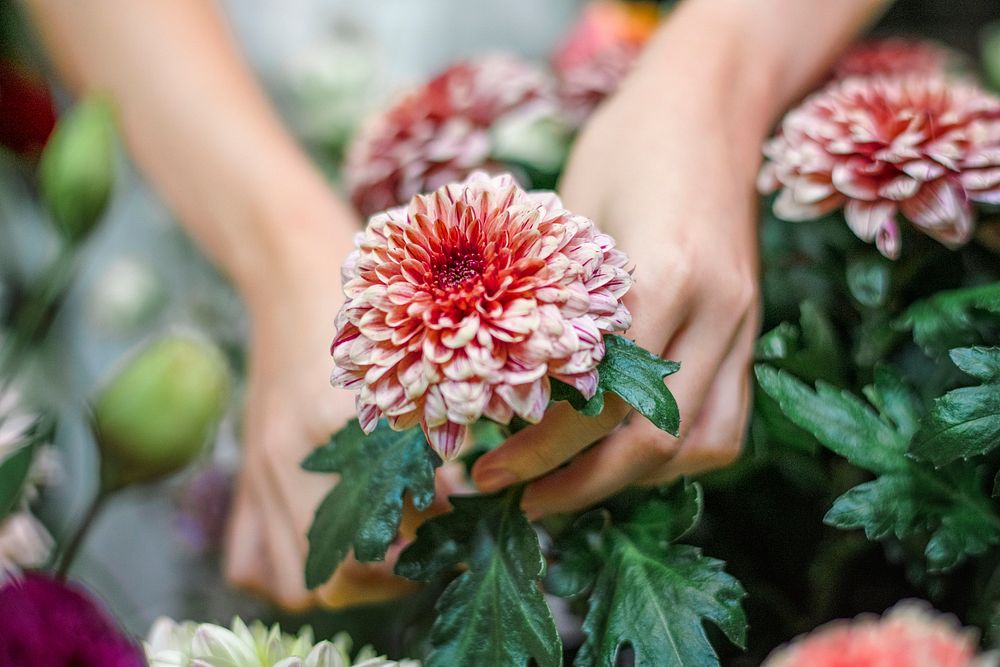 Florist arranging a bouquet of pip salmon