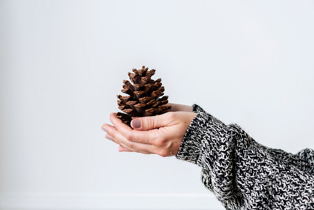 Woman holding a conifer cone on her hands