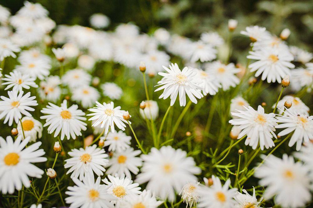 Spring background with daisy field nature photography