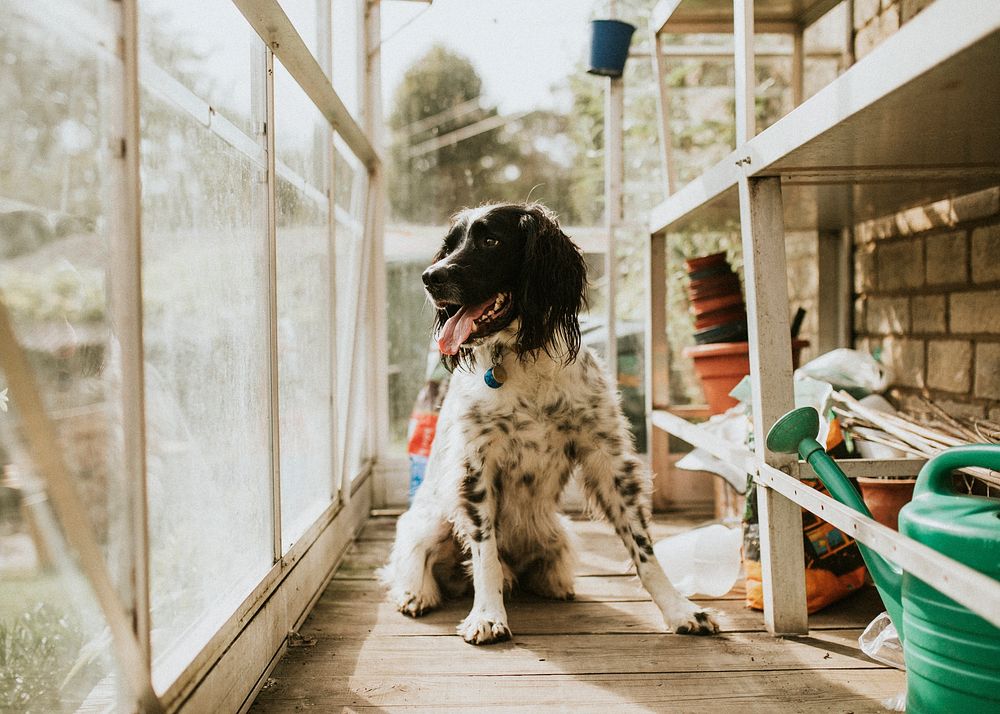 English Springer Spaniel dog in a greenhouse