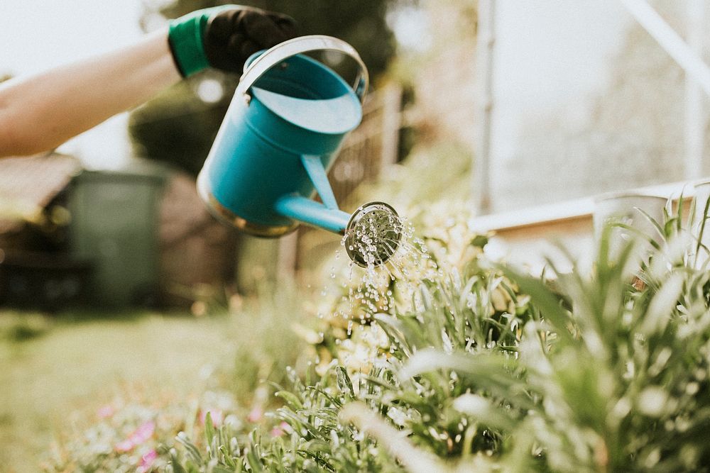 Woman watering the plant in a garden