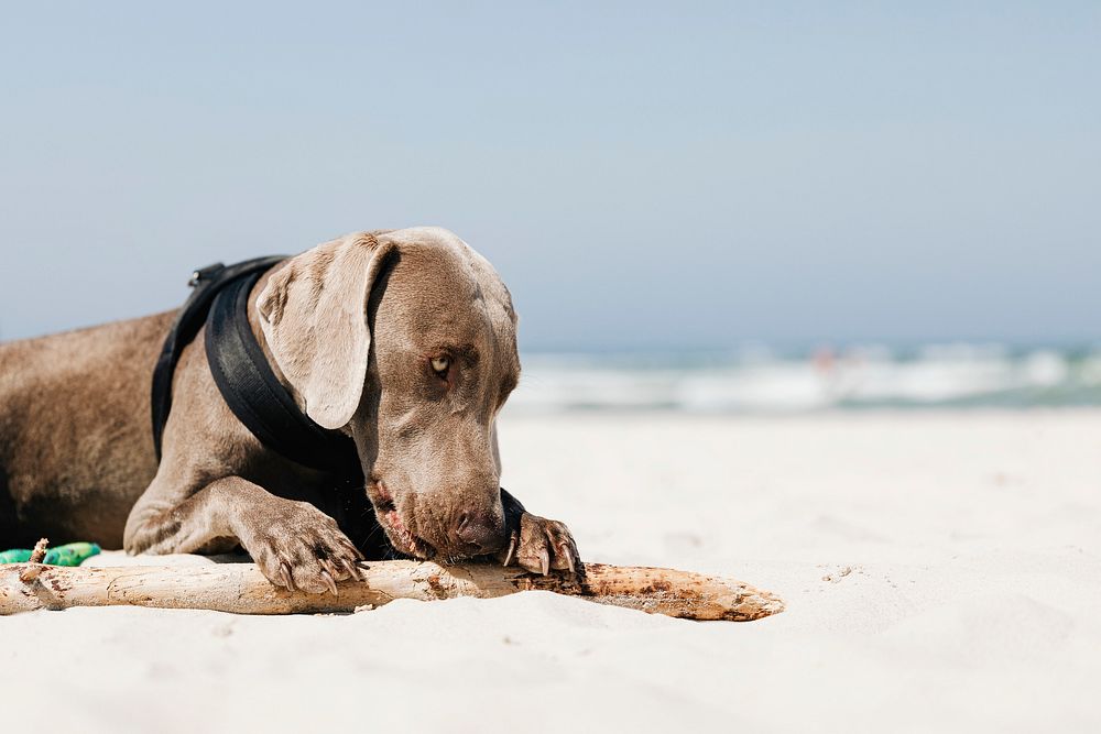 Weimaraner dog relaxing in the sand at the beach