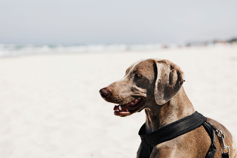 Weimaraner dog relaxing in the sand at the beach