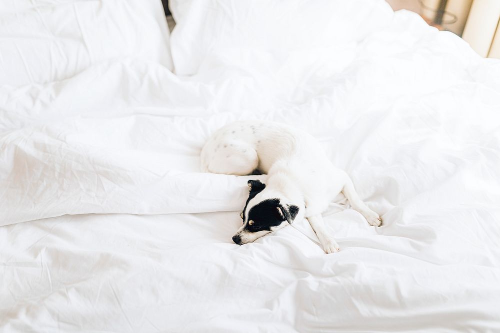 Jack russell terrier sleeping in a white bed
