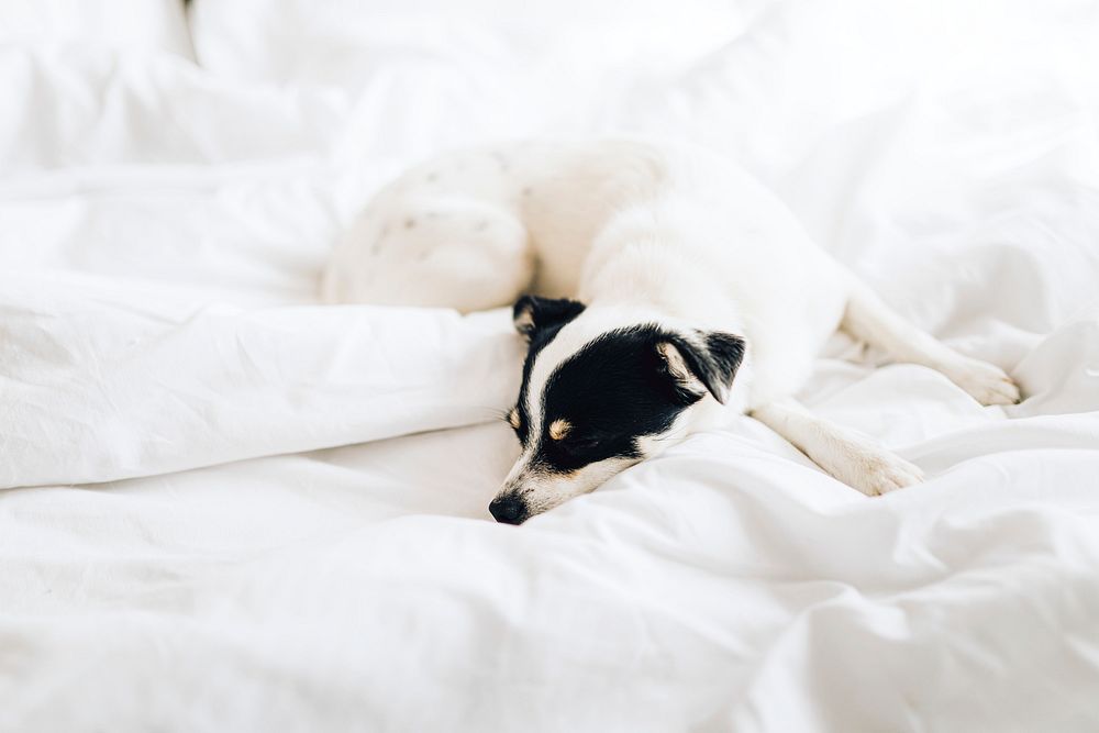 Jack russell terrier sleeping in a white bed