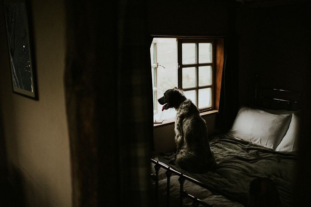 Dog looking out through the window