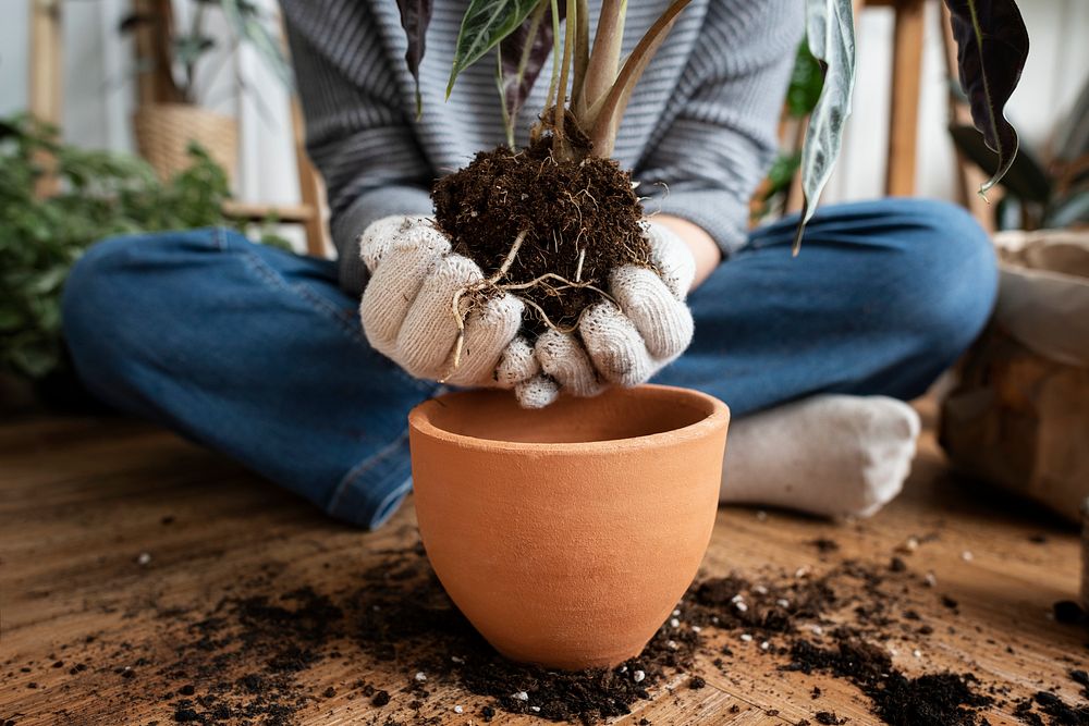 Woman repotting a houseplant inside of her house