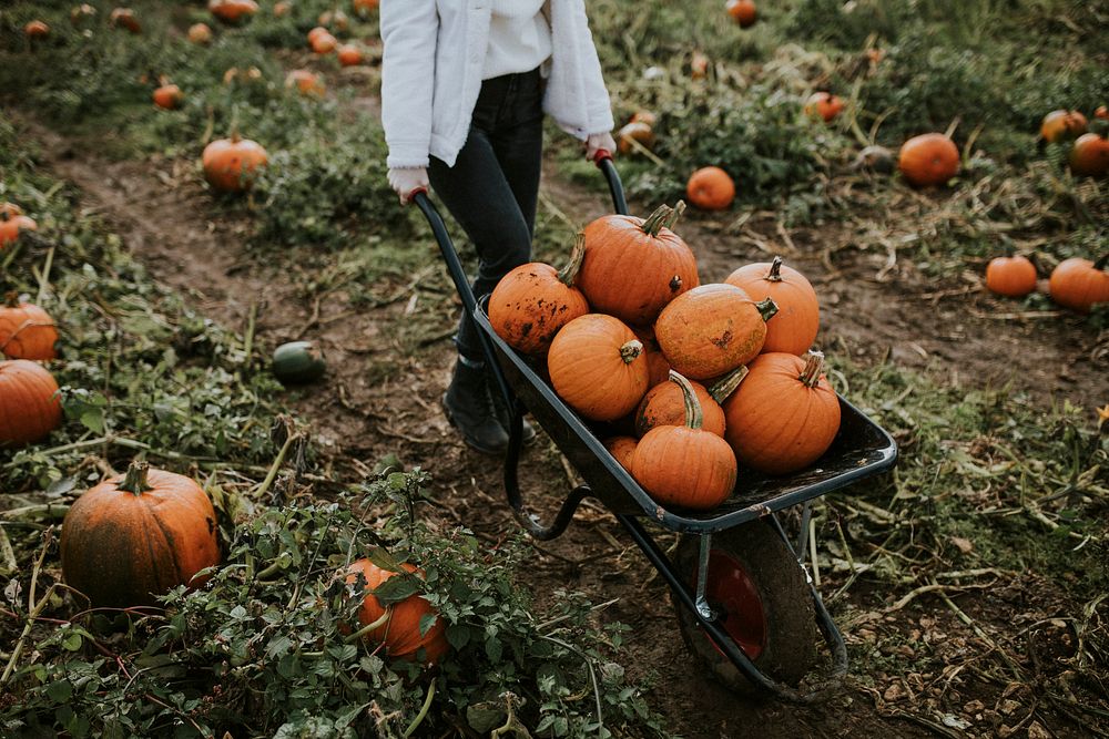 Woman at a pumpkin patch before Halloween