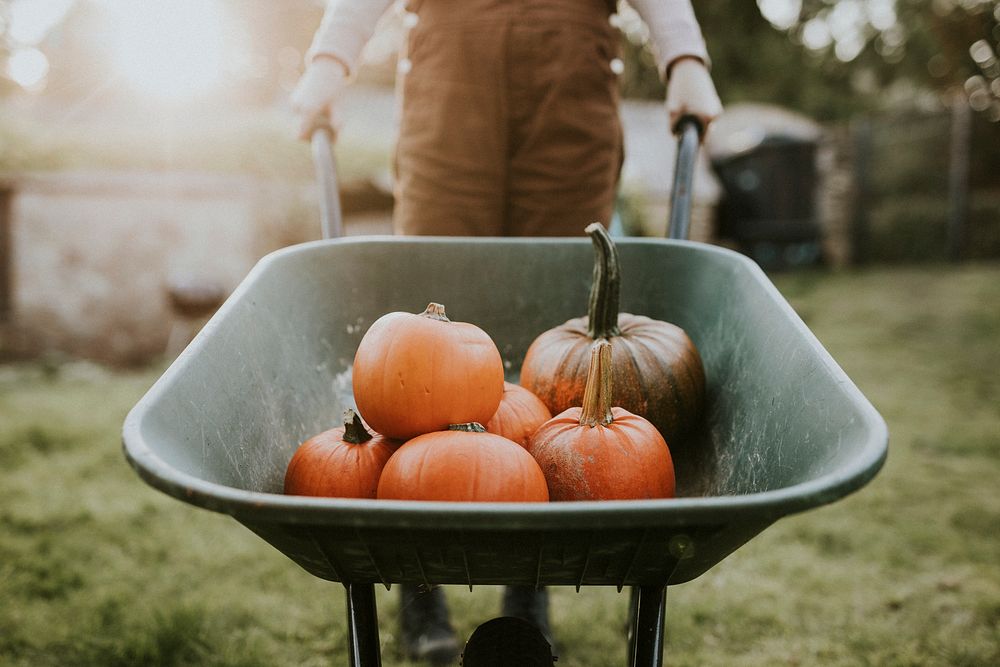 Woman with pumpkin wheelbarrow in a farm