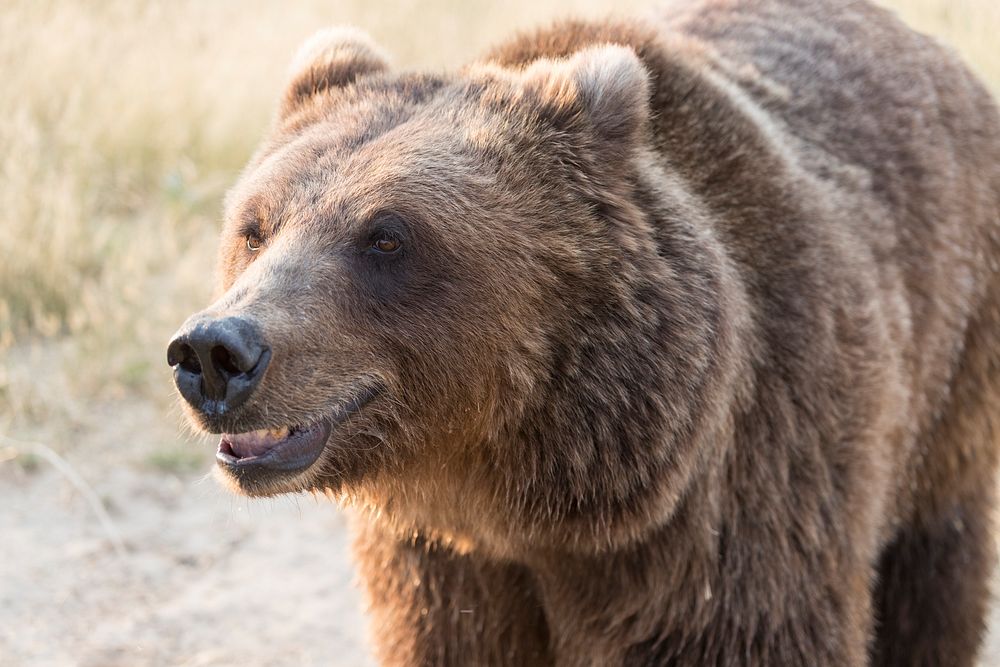 Brown bear, maybe smiling, at the Wild Animal Sanctuary, a 720-acre animal refuge housing more than 350 large animals near…