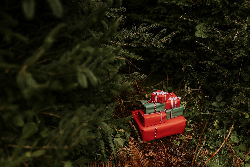 Christmas gift boxes under pine trees and bushes