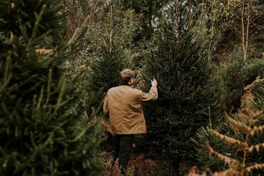 Man shopping for the perfect Christmas tree for Christmas holidays
