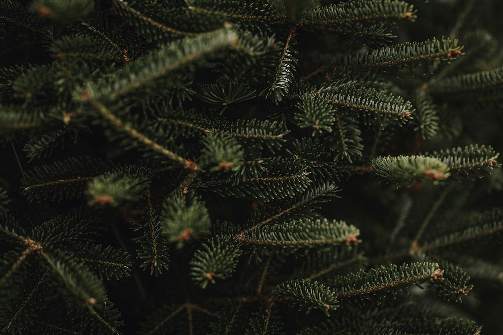 Closeup of Christmas pine fir leaves