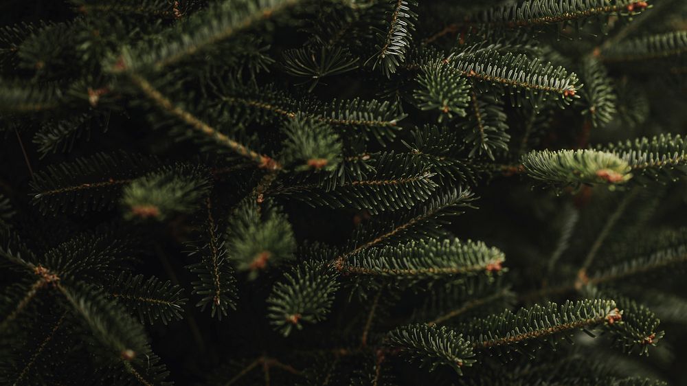 Closeup of Christmas tree, green pine fir leaves 
