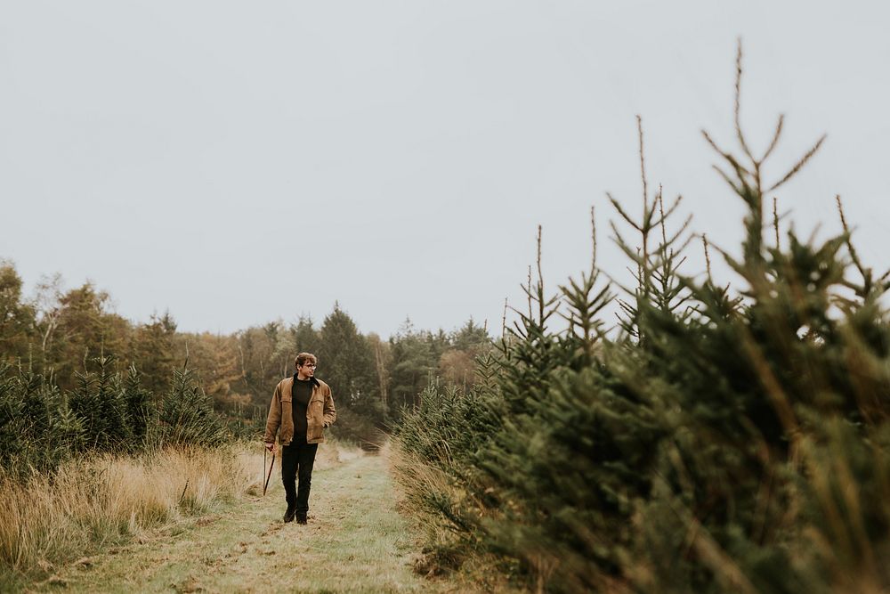 Man carrying a bow saw and looking for a perfect Christmas tree at a Christmas tree farm