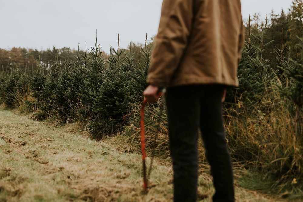 Man carrying a bow saw on a walking patch at a Christmas tree farm 