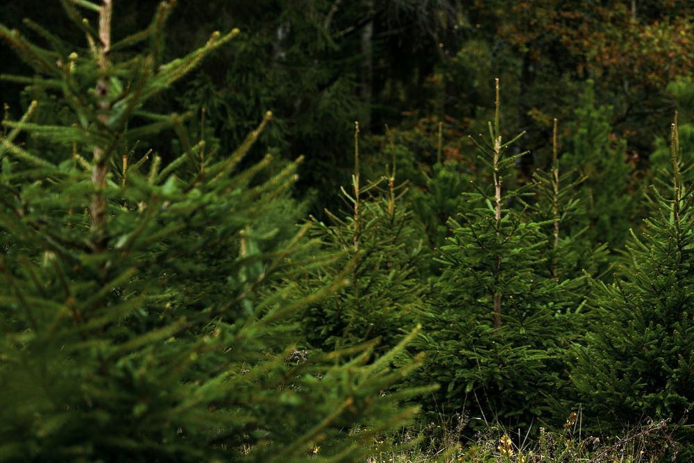 Closeup of Christmas tree, green pine fir leaves 