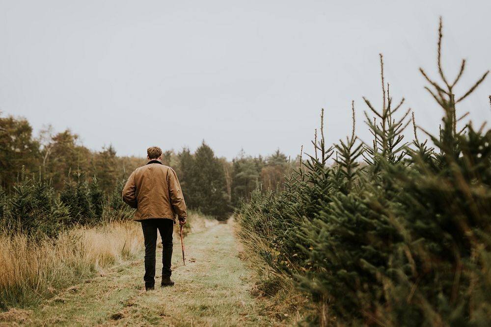 Man carrying a bow saw on a walking patch at a Christmas tree farm 