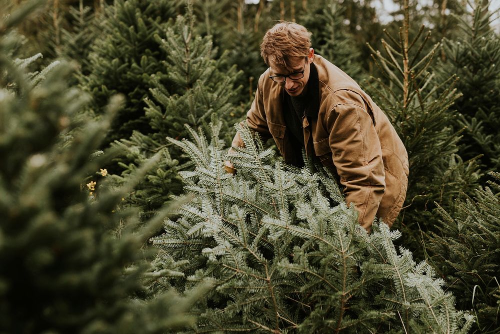 Man dragging a Christmas tree that he just cut 