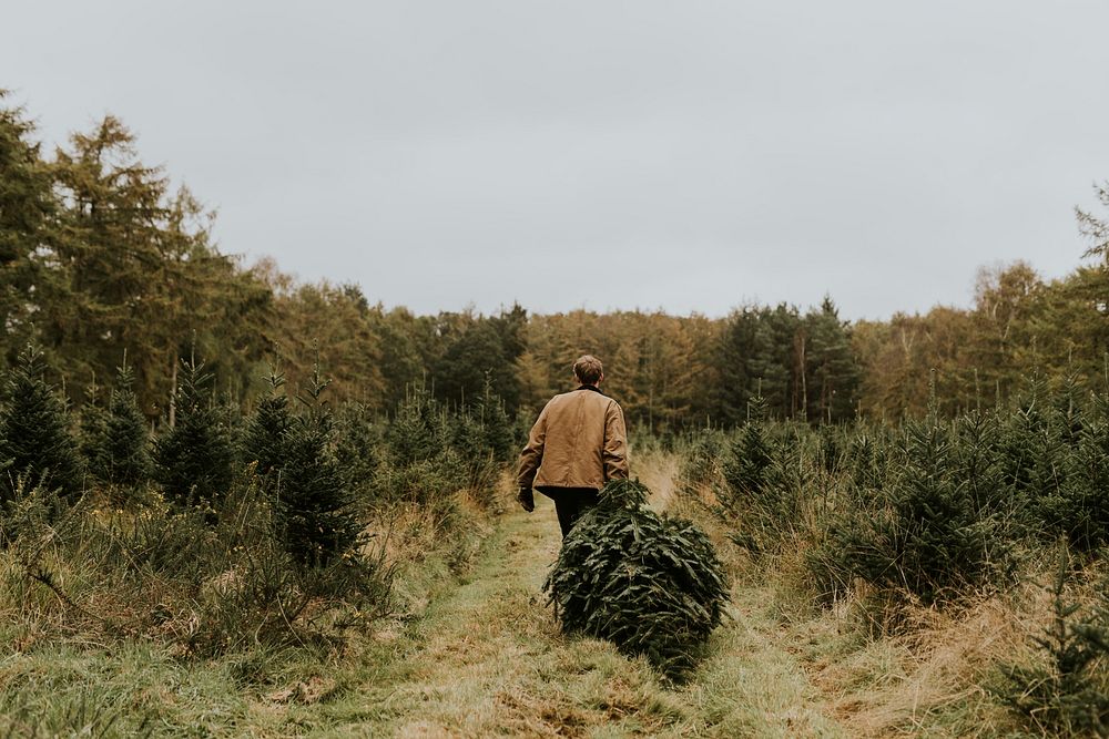 Man hauling a Christmas tree at a Christmas tree farm back home 