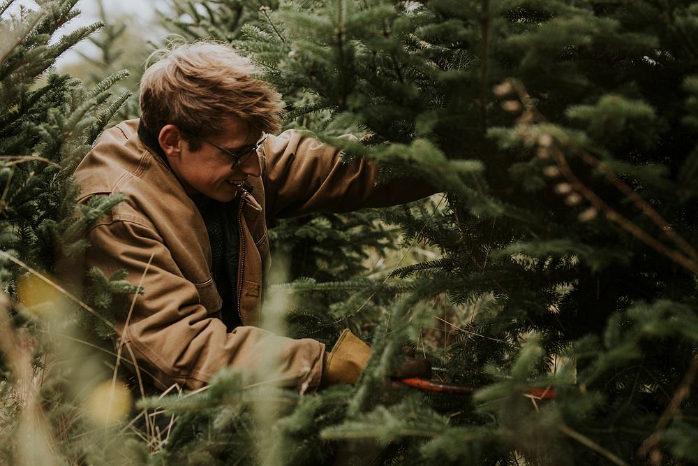 Man sawing a Christmas tree for home at a Christmas tree farm 