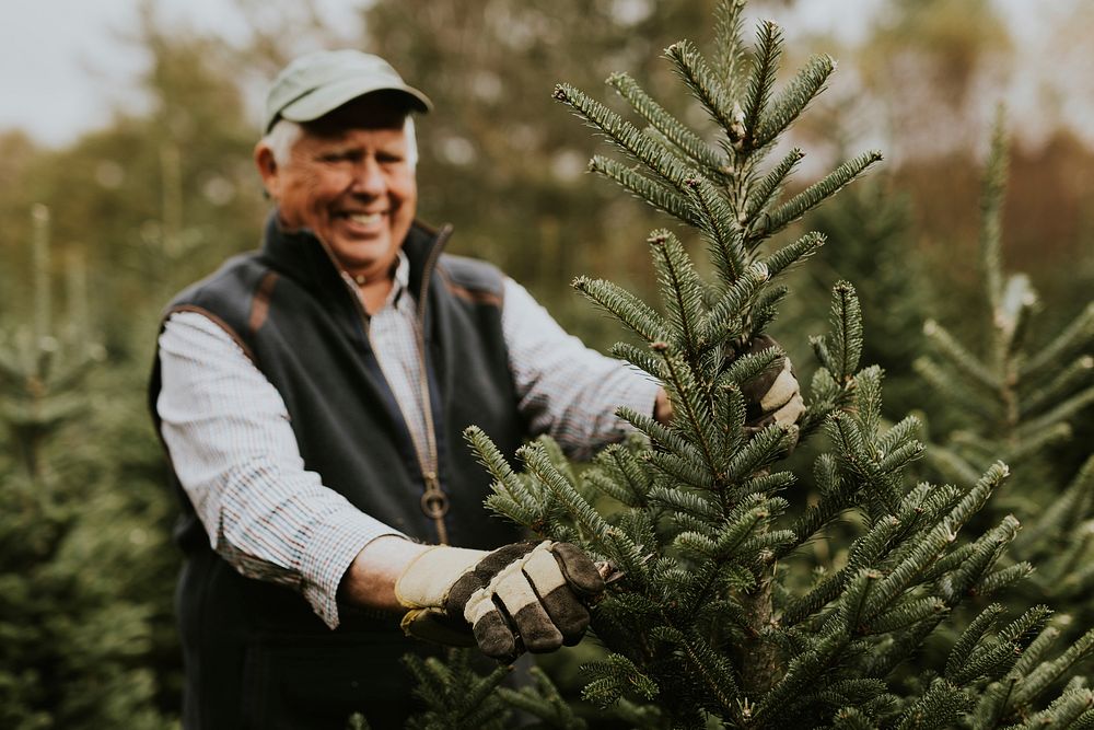 Man trimming a Christmas tree for Christmas holidays