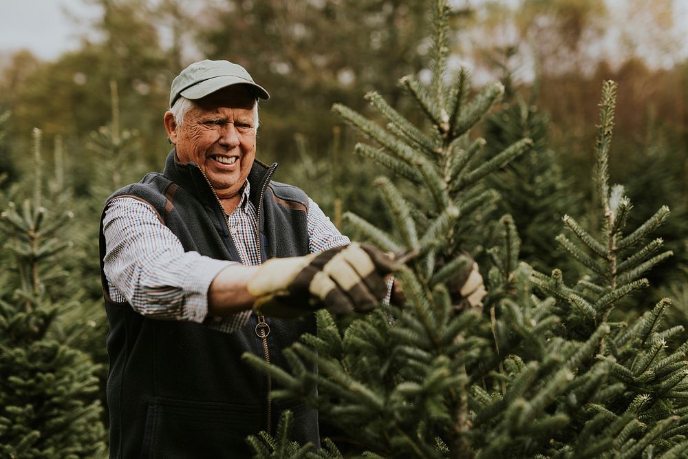 Man trimming a Christmas tree for Christmas holidays