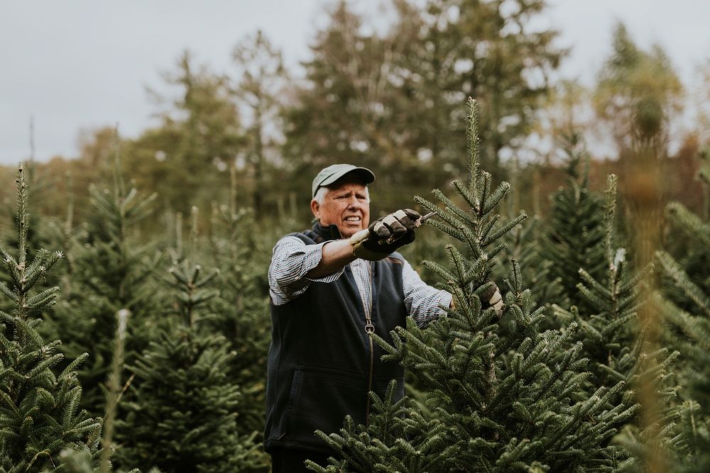 Man trimming a Christmas tree for Christmas holidays